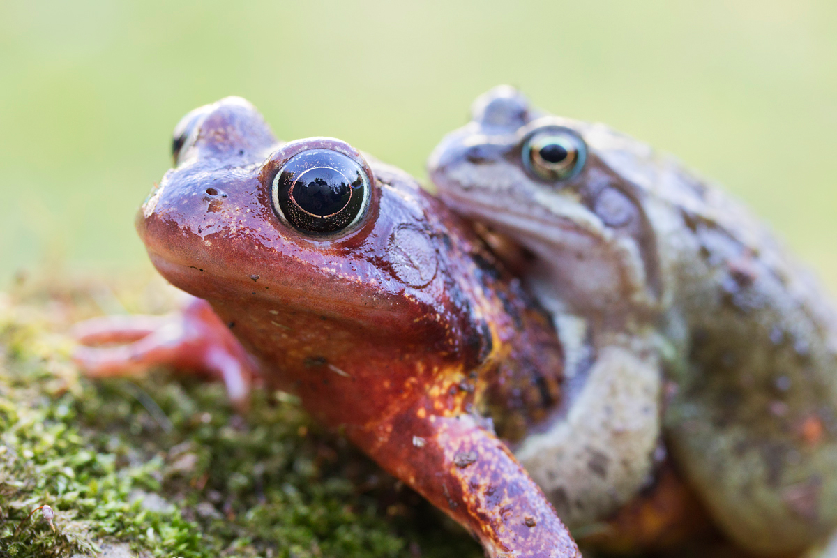 Common Frogs Mating 2